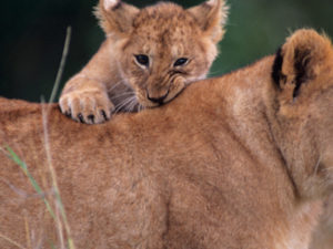Amazing Animals of India