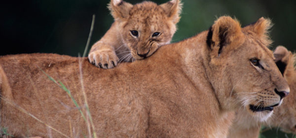 Amazing Animals of India