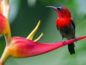 Beautiful Birds of India