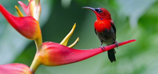 Beautiful Birds of India