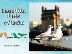 Beautiful Birds of India